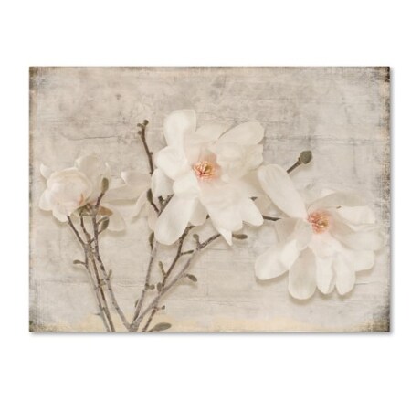 Trademark Fine Art LightBoxJournal 'Spring Magnolia' Canvas Art, 35x47 ALI10496-C3547GG